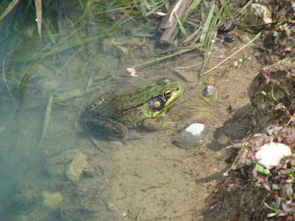 frog.jpg