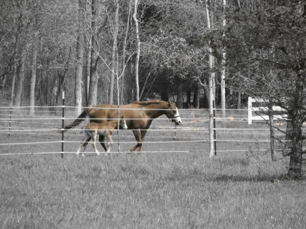 horses.jpg