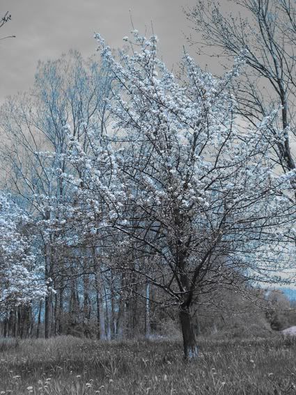newtree.jpg