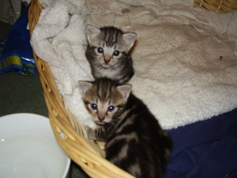 KittensandCats046.jpg