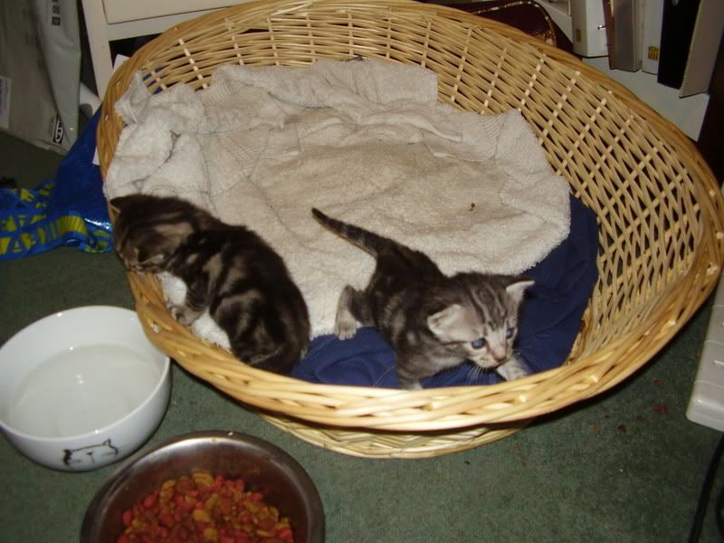 KittensandCats049.jpg
