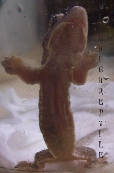 Gehyramarginatahatchling3.jpg