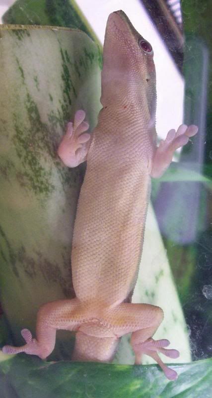 mites.jpg