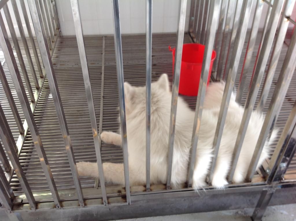 Dịch vụ nuôi giữ thú cưng! - 2