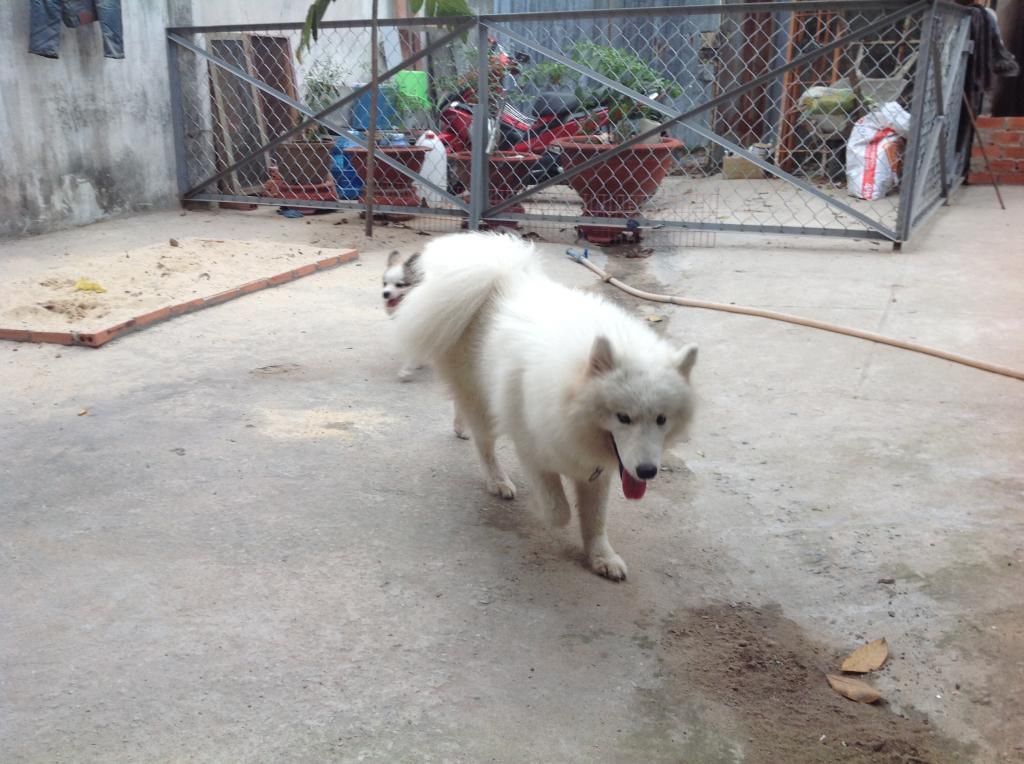 Dịch vụ nuôi giữ thú cưng! - 5