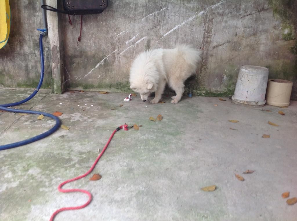 Dịch vụ nuôi giữ thú cưng! - 4