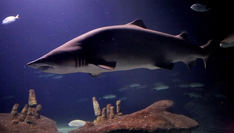 IMAGE: http://i48.photobucket.com/albums/f226/nididur/IMG_3984_L.jpg