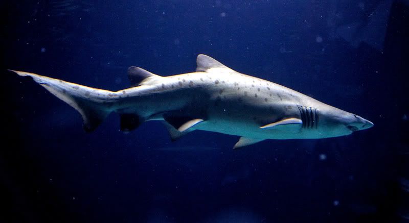 IMAGE: http://i48.photobucket.com/albums/f226/nididur/IMG_3989_L.jpg