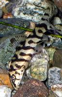 Loach Eggs