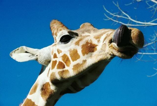 Giraffe Picking Nose