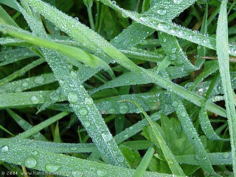 wet grass Pictures, Images and Photos
