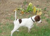 pointerpup.jpg elhew pup image by ymepointer