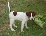 pointerpup2.jpg elhew pup image by ymepointer