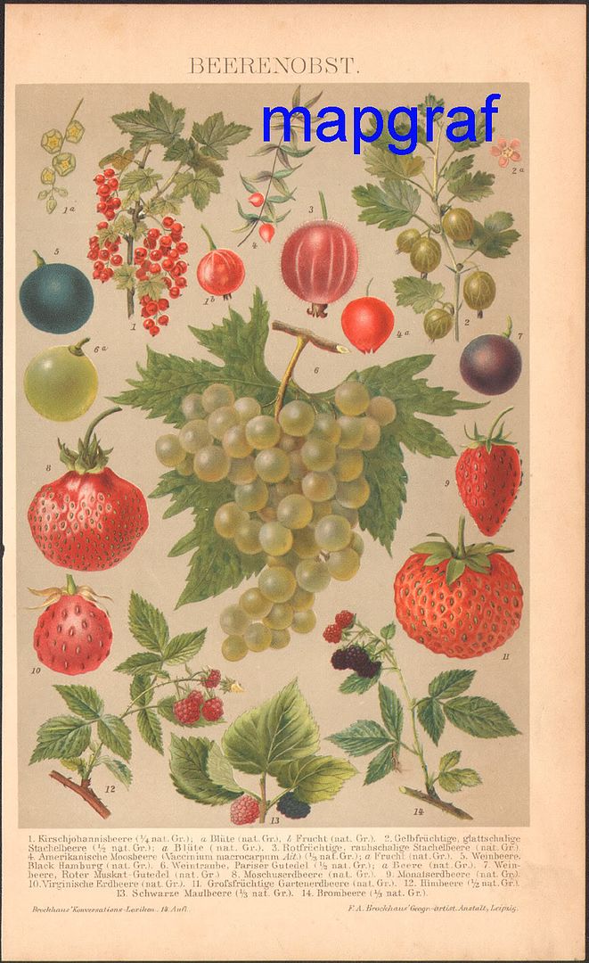 owoce-jagodowe
