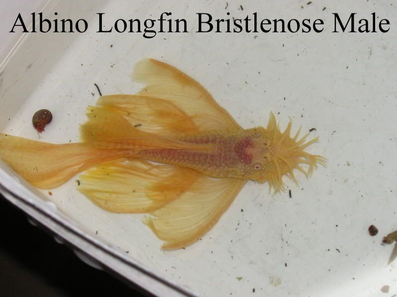 albino longfin