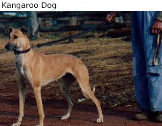 Kangaroo_Dog.jpg