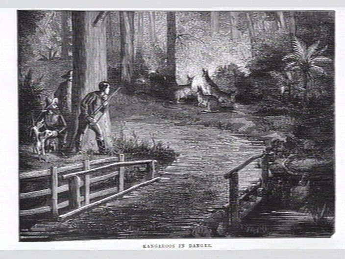 roos_in_danger_1877.jpg