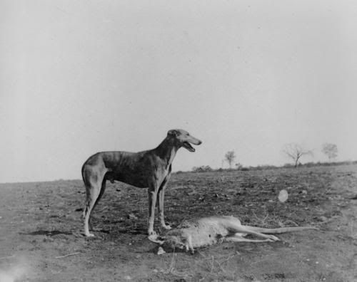 western_Qld_1910.jpg