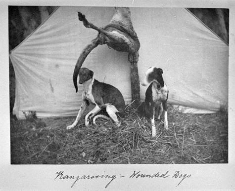 woundeddogsVictoria1895.jpg