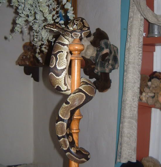 DSCF1175.jpg