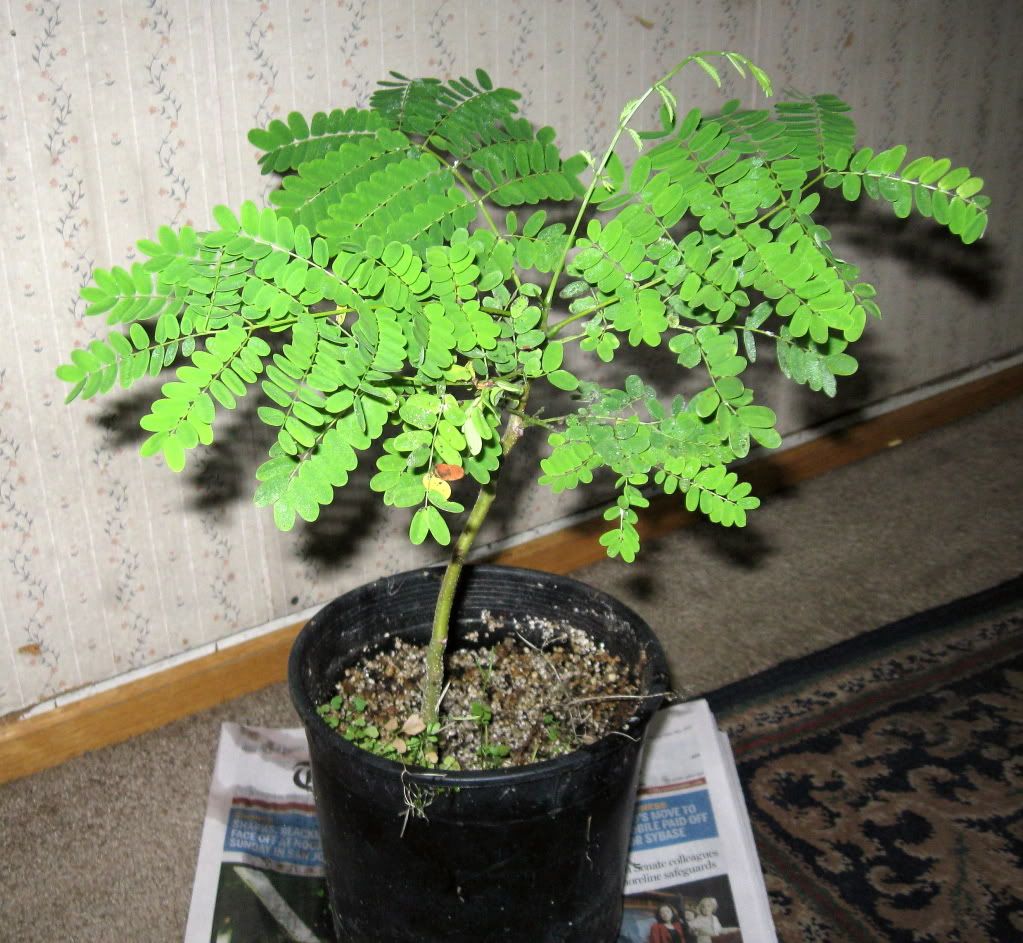 delonix regia bonsai