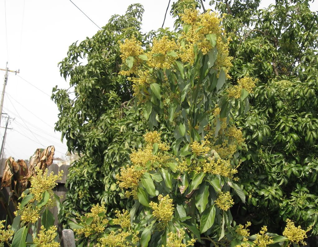 Mexicola Avocado