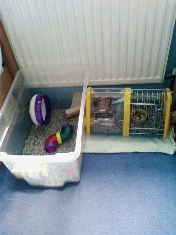 carefresh bedding morrisons