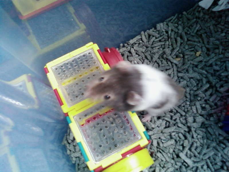 carefresh bedding morrisons