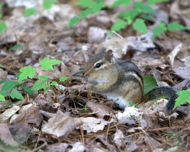 IMAGE: http://i48.photobucket.com/albums/f234/PHOTOFORFUNMEF/POTN%20STUFF/IMG_8081.jpg