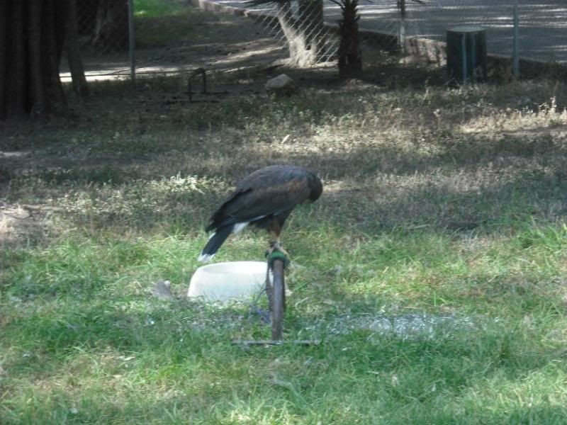 zoologico zoologico