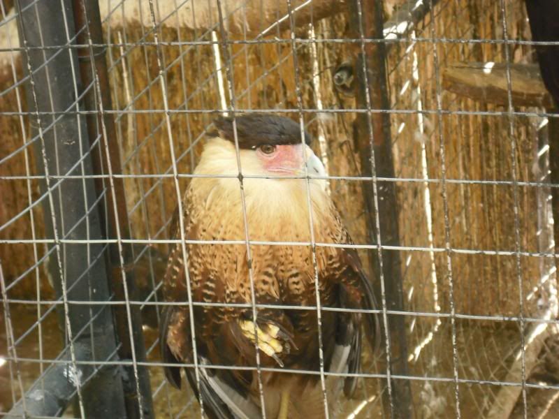 Animales Animales