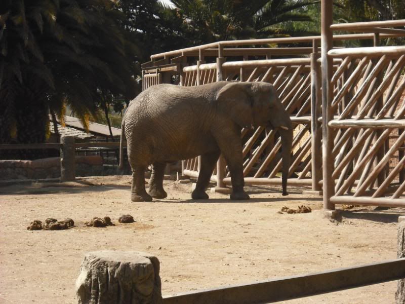 zoo zoo
