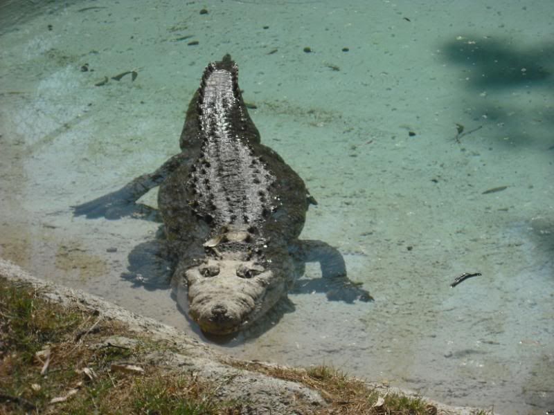 animal animal