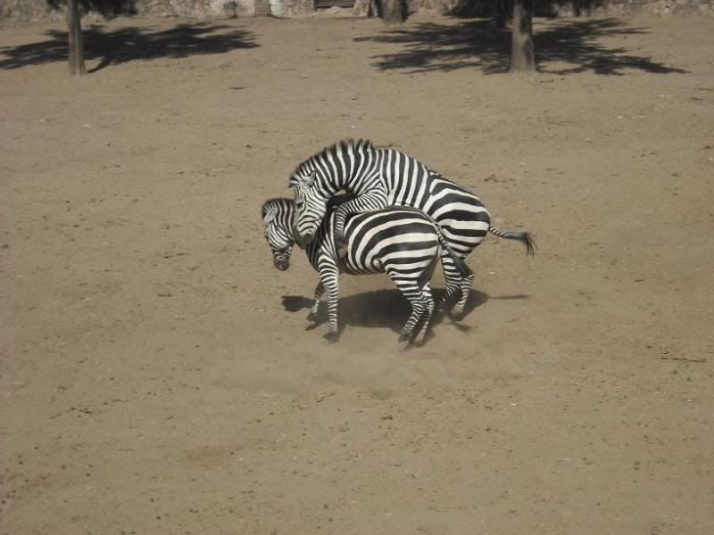 zoo zoo