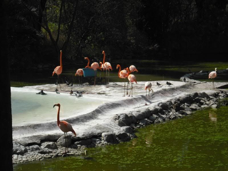 zoologico zoologico