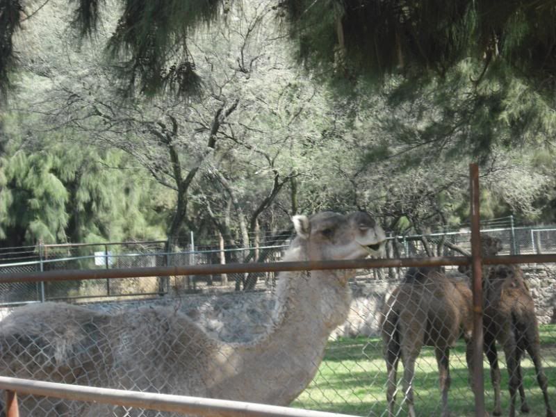 Animales Animales