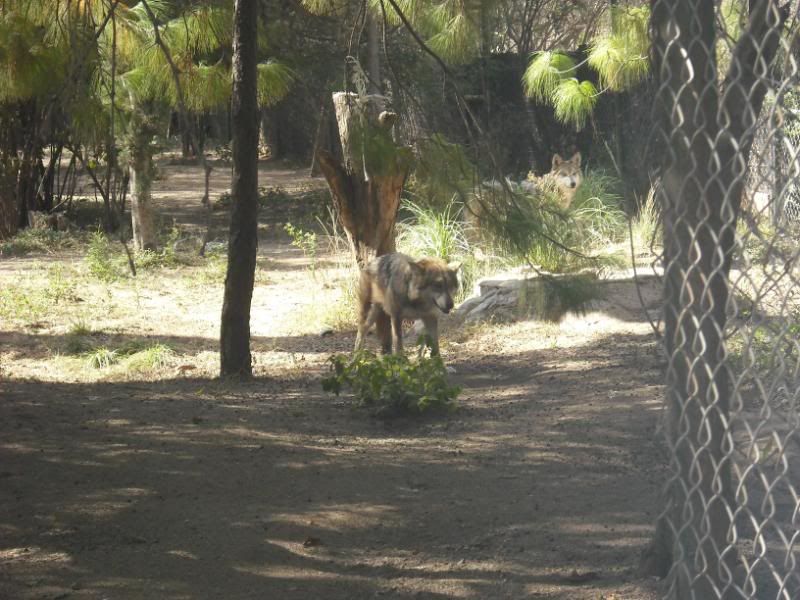 zoo zoo