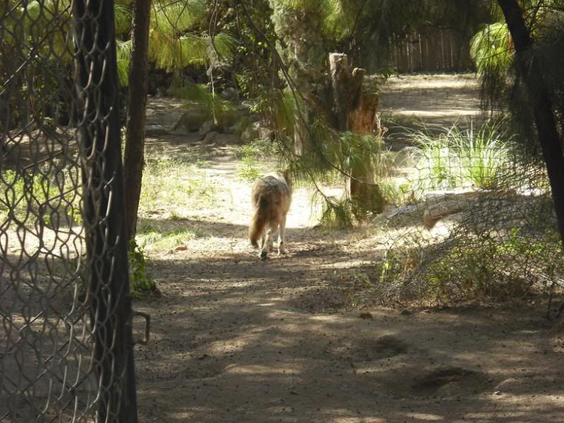 zoologico zoologico