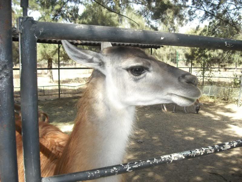 Animales Animales