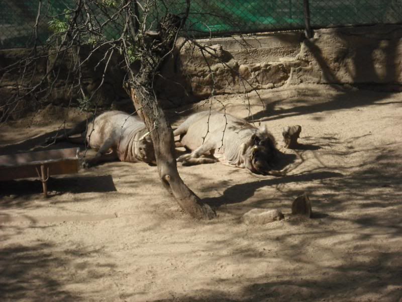 animal animal