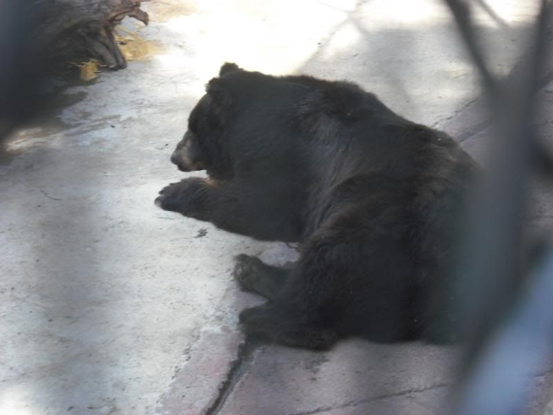 zoo zoo