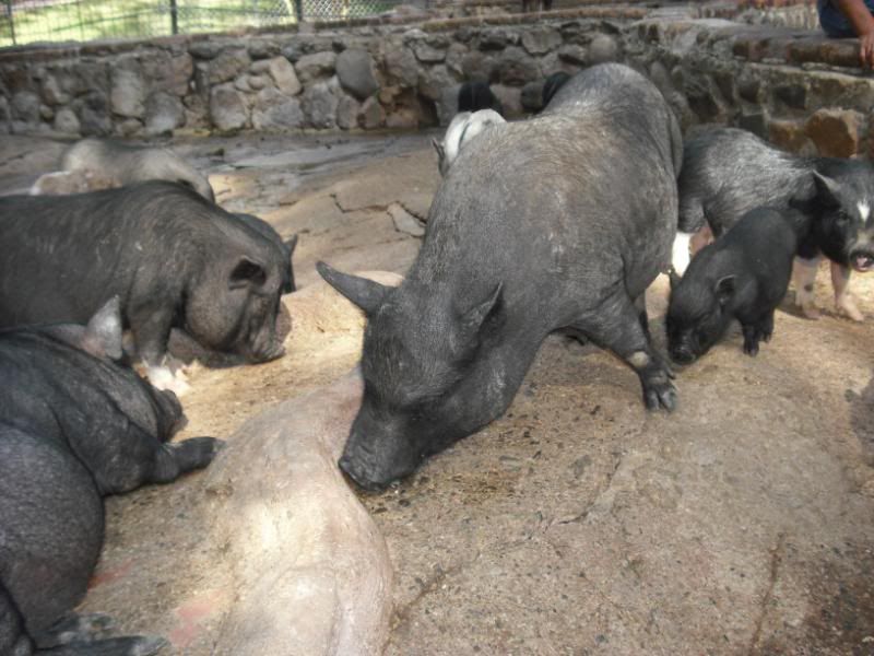 zoo zoo