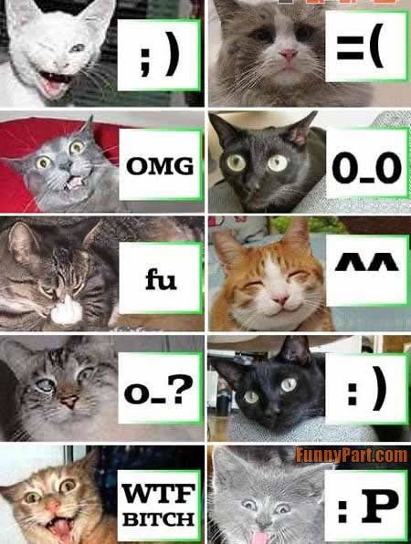 emoticats-lol-cats.jpg