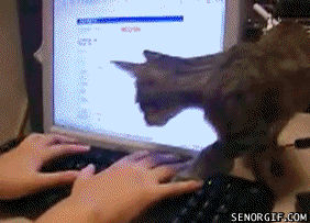 Cat laptop Pictures, Images and Photos