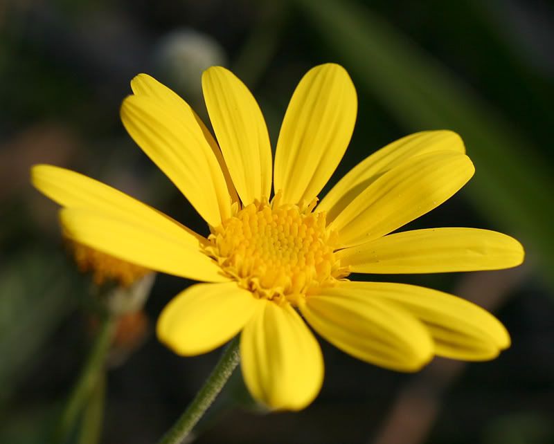 IMAGE: http://i48.photobucket.com/albums/f236/dgcorner/GKPE/Daisy-1.jpg