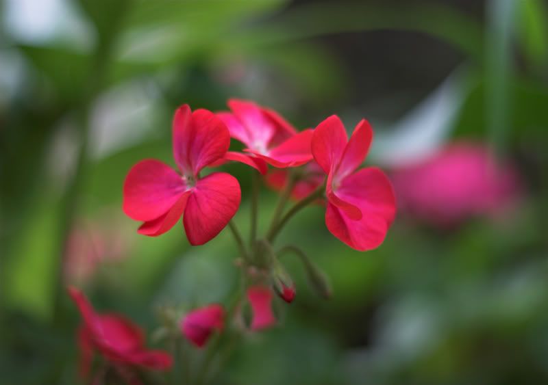 IMAGE: http://i48.photobucket.com/albums/f236/dgcorner/GKPE/Flower.jpg