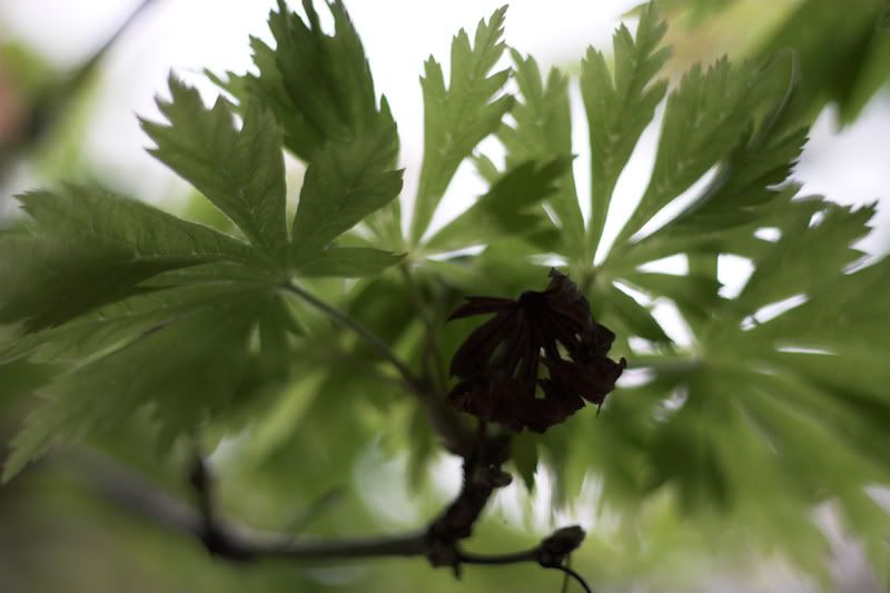 IMAGE: http://i48.photobucket.com/albums/f236/dgcorner/GKPE/Spring.jpg