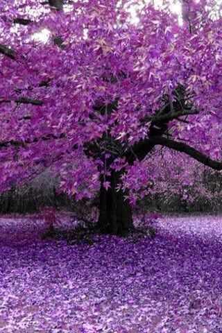 AwesomePurpleTree320x480.jpg