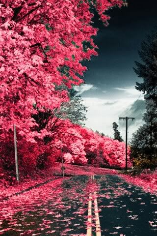 PinkWay320x480.jpg