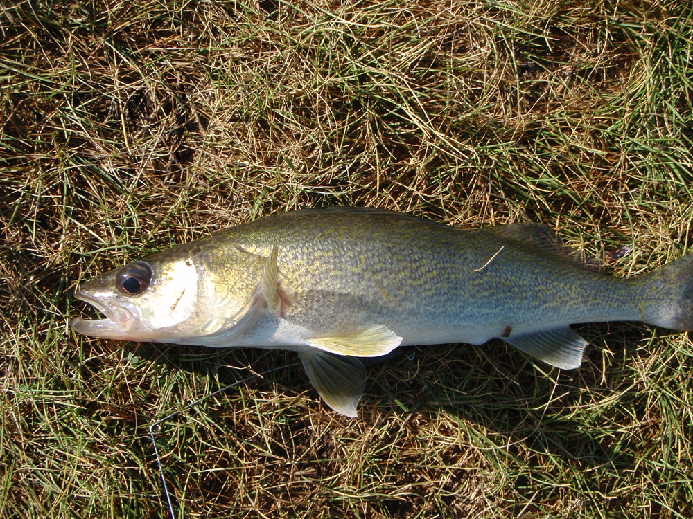 Pine Coulee Reservoir Update August 12th Alberta Outdoorsmen Forum